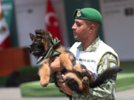 Perro Pastor Aleman donado de Turquía a Mexico llamado Arkadas