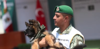 Perro Pastor Aleman donado de Turquía a Mexico llamado Arkadas