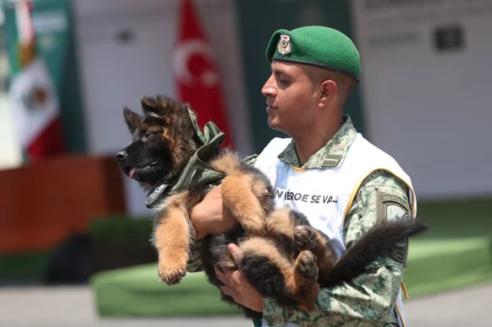 Perro Pastor Aleman donado de Turquía a Mexico llamado Arkadas